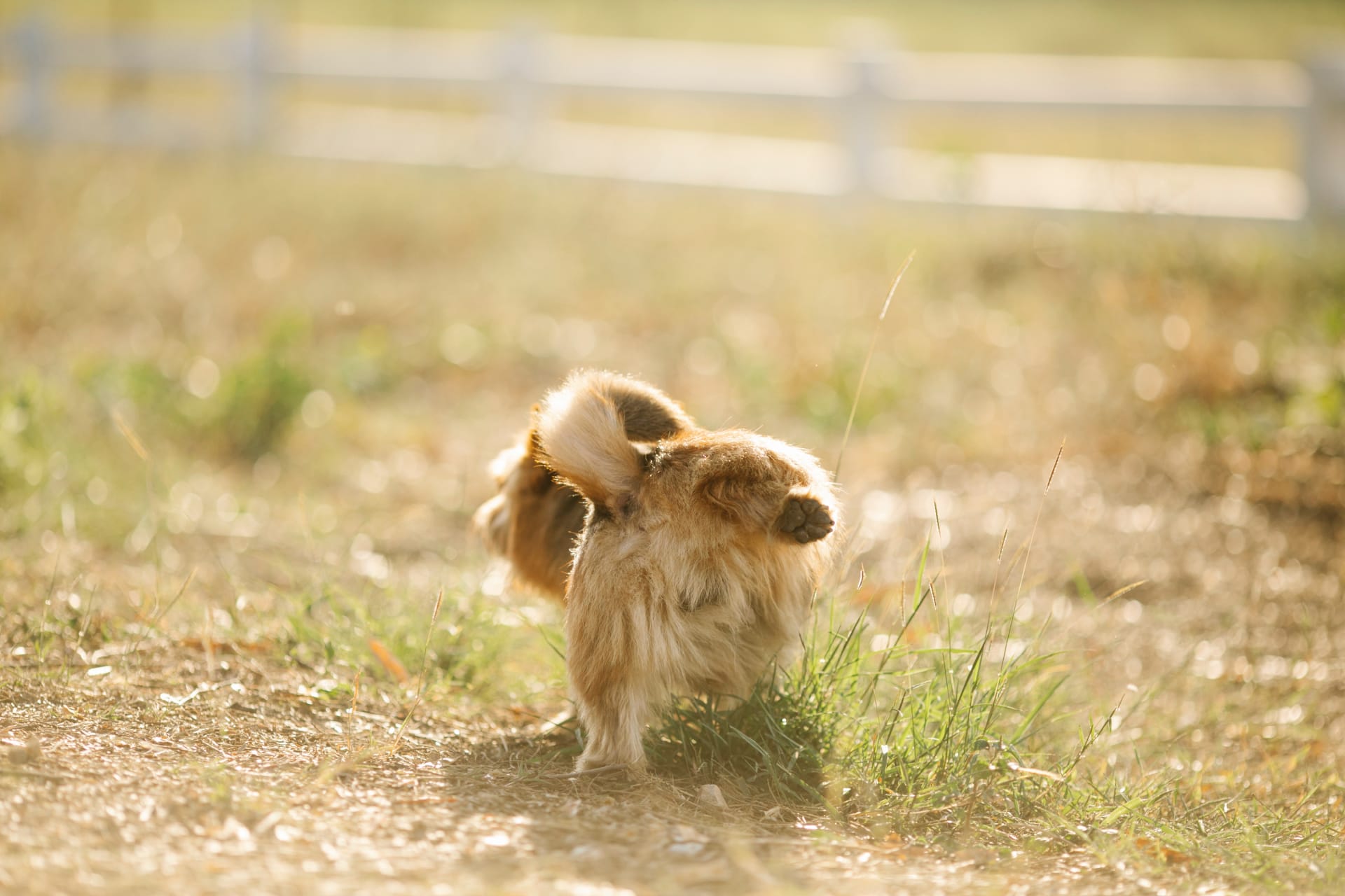 Male dog leaking urine hot sale all of a sudden